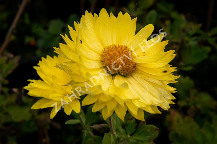 Listopadka indická 'Citrus' - Dendranthema indicum 'Citrus'