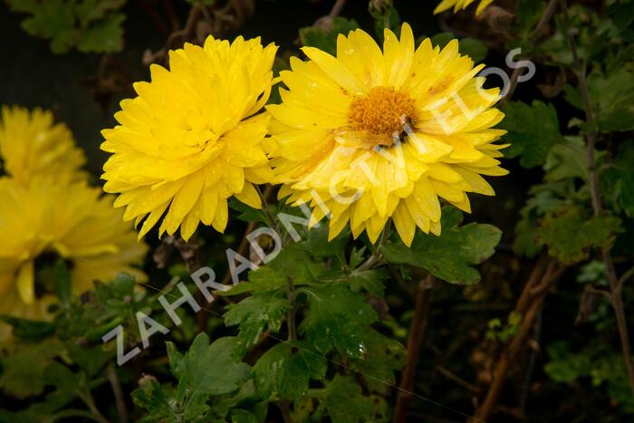 Listopadka indická 'Citrus' - Dendranthema indicum 'Citrus'