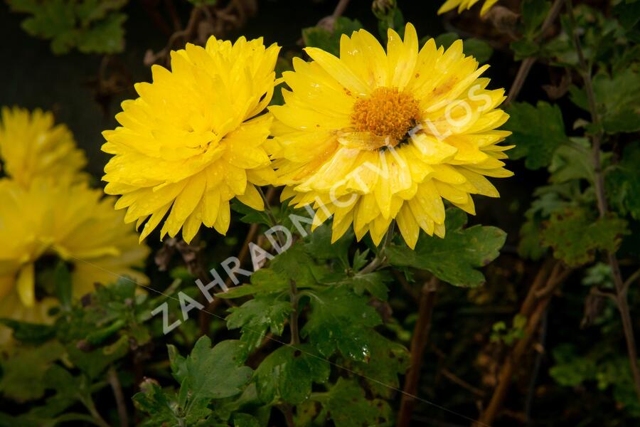 Listopadka indická 'Citrus' - Dendranthema indicum 'Citrus'