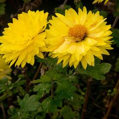 Listopadka indická 'Citrus' - Dendranthema indicum 'Citrus'