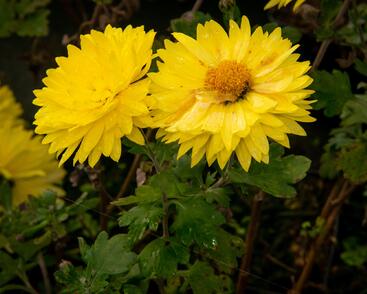 Listopadka indická 'Citrus'
