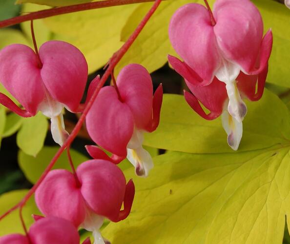 Srdcovka nádherná 'Gold Heart' - Dicentra spectabilis 'Gold Heart'
