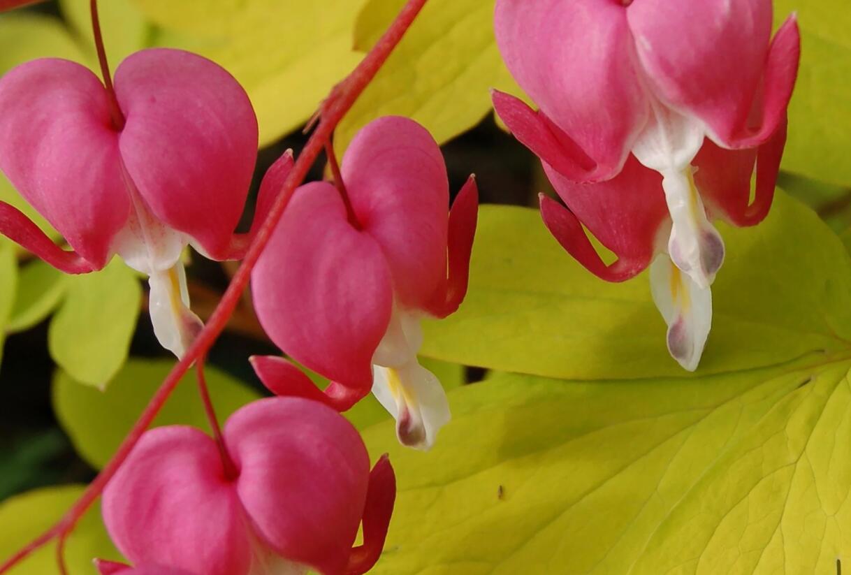 Srdcovka nádherná 'Gold Heart' - Dicentra spectabilis 'Gold Heart'