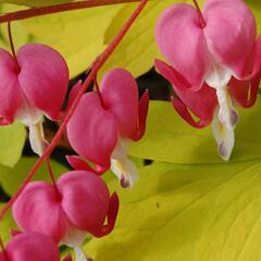 Srdcovka nádherná 'Gold Heart' - Dicentra spectabilis 'Gold Heart'