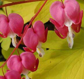 Srdcovka nádherná 'Gold Heart' - Dicentra spectabilis 'Gold Heart'