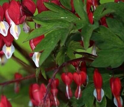 Srdcovka nádherná 'Ruby Gold' - Dicentra spectabilis 'Ruby Gold'