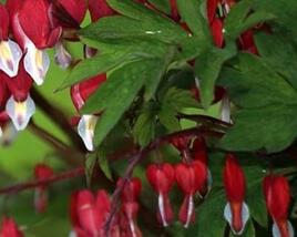 Srdcovka nádherná 'Ruby Gold'