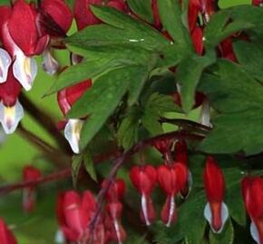 Srdcovka nádherná 'Ruby Gold' - Dicentra spectabilis 'Ruby Gold'