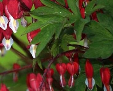 Srdcovka nádherná 'Ruby Gold'