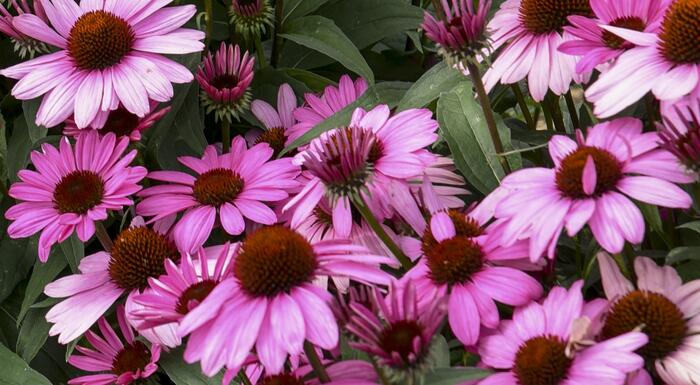 Třapatkovka nachová 'Bright Rose' - Echinacea purpurea 'Bright Rose'