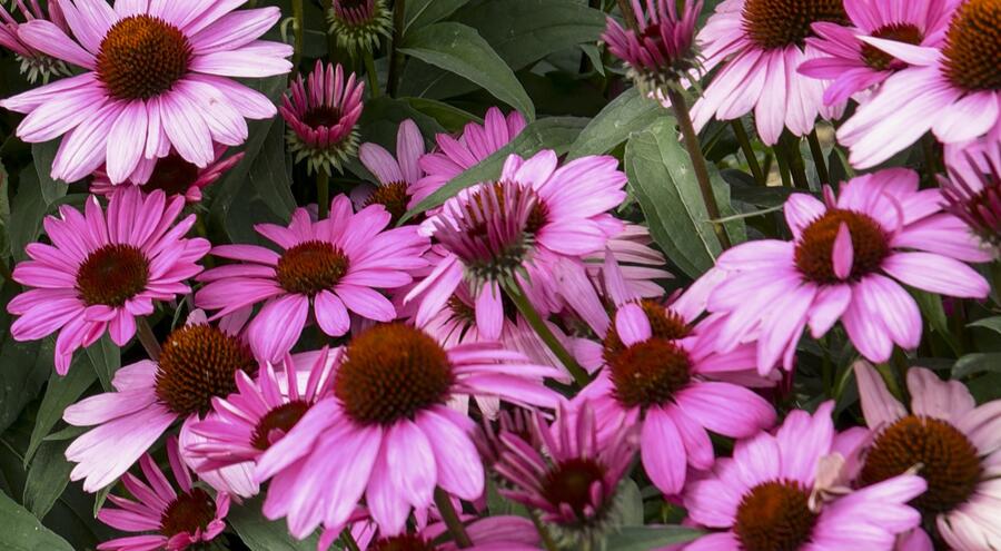 Třapatkovka nachová 'Bright Rose' - Echinacea purpurea 'Bright Rose'