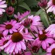 Třapatkovka nachová 'Bright Rose' - Echinacea purpurea 'Bright Rose'