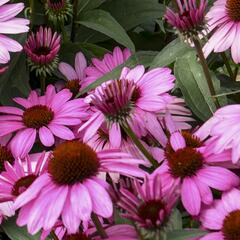 Třapatkovka nachová 'Bright Rose' - Echinacea purpurea 'Bright Rose'