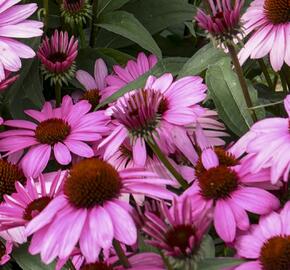 Třapatkovka nachová 'Bright Rose' - Echinacea purpurea 'Bright Rose'