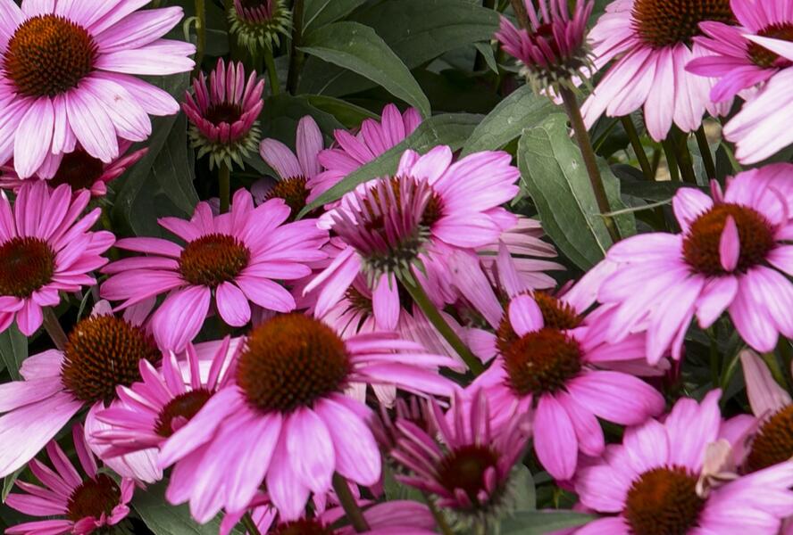 Třapatkovka nachová 'Bright Rose' - Echinacea purpurea 'Bright Rose'