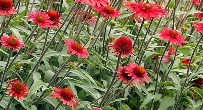 Třapatkovka nachová 'Cara Mia Carmine' - Echinacea purpurea 'Cara Mia Carmine'