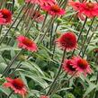 Třapatkovka nachová 'Cara Mia Carmine' - Echinacea purpurea 'Cara Mia Carmine'