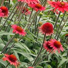 Třapatkovka nachová 'Cara Mia Carmine' - Echinacea purpurea 'Cara Mia Carmine'