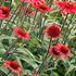 Echinacea purpurea 'Cara Mia Carmine'.jpg
