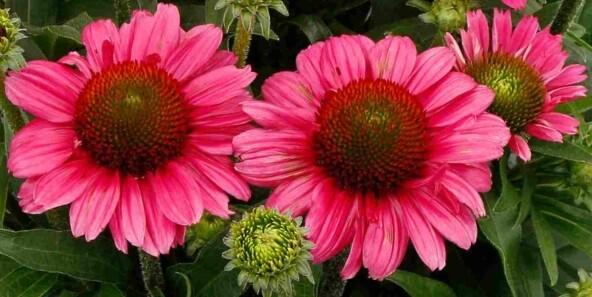 Třapatkovka nachová 'Delightful Radiance' - Echinacea purpurea 'Delightful Radiance'