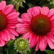 Třapatkovka nachová 'Delightful Radiance' - Echinacea purpurea 'Delightful Radiance'