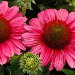 Třapatkovka nachová 'Delightful Radiance' - Echinacea purpurea 'Delightful Radiance'