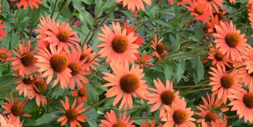 Třapatkovka nachová 'Dixie Blaze' - Echinacea purpurea 'Dixie Blaze'