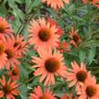 Třapatkovka nachová 'Dixie Blaze' - Echinacea purpurea 'Dixie Blaze'