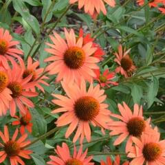 Třapatkovka nachová 'Dixie Blaze' - Echinacea purpurea 'Dixie Blaze'