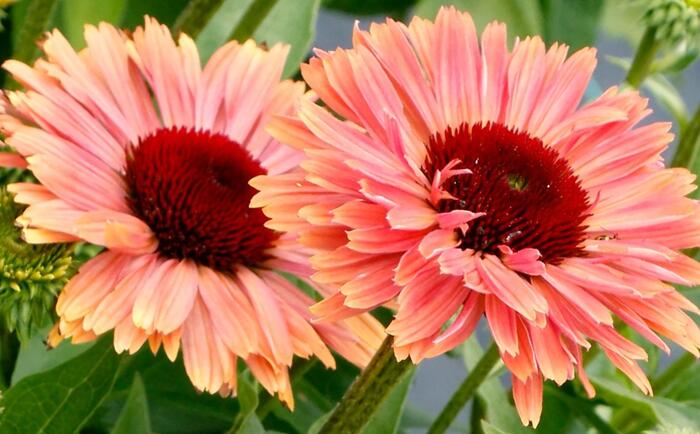 Třapatkovka nachová 'Fresco Apricot' - Echinacea purpurea 'Fresco Apricot'