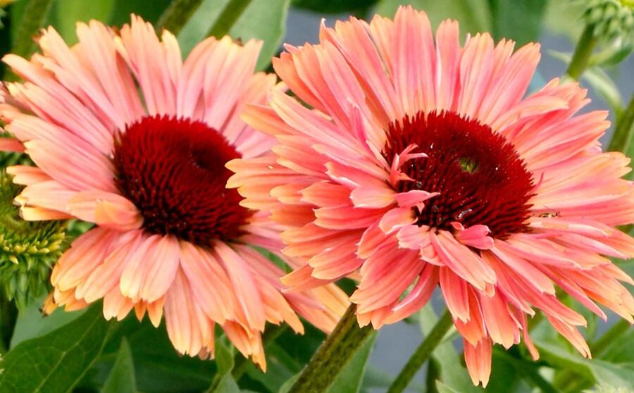 Třapatkovka nachová 'Fresco Apricot' - Echinacea purpurea 'Fresco Apricot'