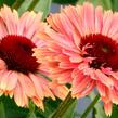 Třapatkovka nachová 'Fresco Apricot' - Echinacea purpurea 'Fresco Apricot'
