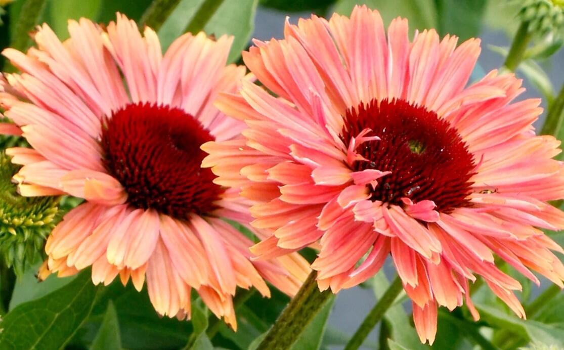 Třapatkovka nachová 'Fresco Apricot' - Echinacea purpurea 'Fresco Apricot'