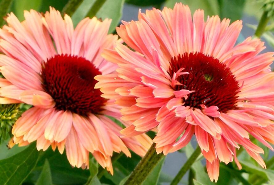 Třapatkovka nachová 'Fresco Apricot' - Echinacea purpurea 'Fresco Apricot'