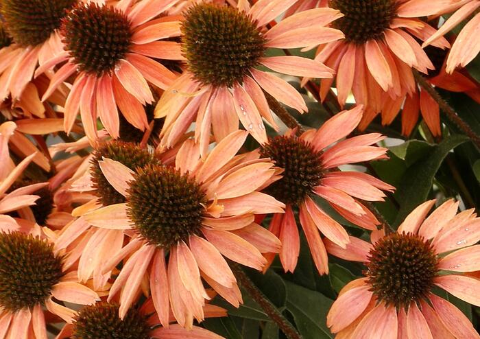 Třapatkovka nachová 'Princess Peach' - Echinacea purpurea 'Princess Peach'