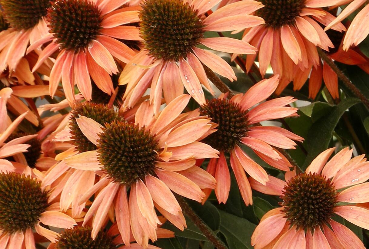 Třapatkovka nachová 'Princess Peach' - Echinacea purpurea 'Princess Peach'