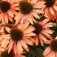 Třapatkovka nachová 'Princess Peach' - Echinacea purpurea 'Princess Peach'