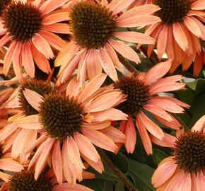 Třapatkovka nachová 'Princess Peach' - Echinacea purpurea 'Princess Peach'