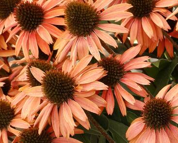 Třapatkovka nachová 'Princess Peach'