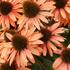 Echinacea-Princess-Peach-1.jpg