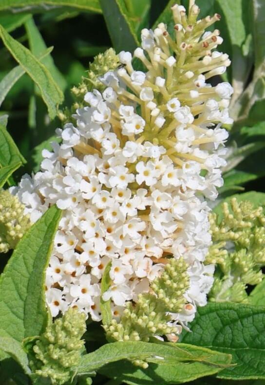 Motýlí keř, Komule Davidova 'Butterfly Candy Little White' - Buddleja davidii 'Butterfly Candy Little White'