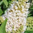 Motýlí keř, Komule Davidova 'Butterfly Candy Little White' - Buddleja davidii 'Butterfly Candy Little White'