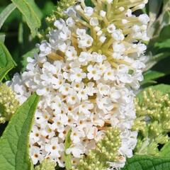 Motýlí keř, Komule Davidova 'Butterfly Candy Little White' - Buddleja davidii 'Butterfly Candy Little White'