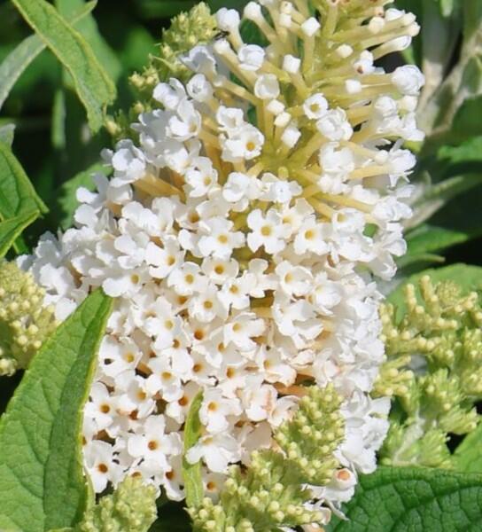 Motýlí keř, Komule Davidova 'Butterfly Candy Little White' - Buddleja davidii 'Butterfly Candy Little White'