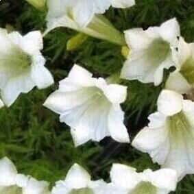 Hořec Makinův 'White Magic' - Gentiana makinoi 'White Magic'