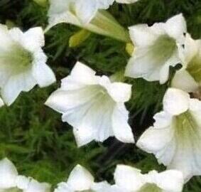 Hořec Makinův 'White Magic' - Gentiana makinoi 'White Magic'