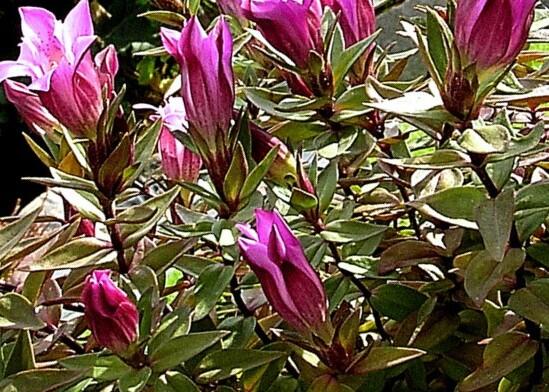 Hořec drsný 'Zuiko Rindo' - Gentiana scabra 'Zuiko Rindo'