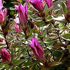 Hořec drsný 'Zuiko Rindo' - Gentiana scabra 'Zuiko Rindo'