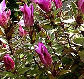 Hořec drsný 'Zuiko Rindo' - Gentiana scabra 'Zuiko Rindo'