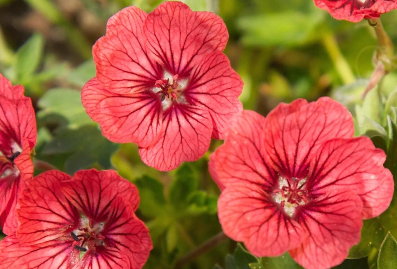 Kakost sivý 'Jolly Jewel Raspberry' - Geranium cinereum 'Jolly Jewel ...